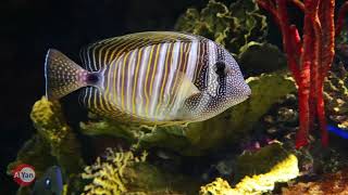 New York Aquarium