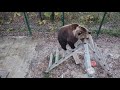 Медведь на турнике