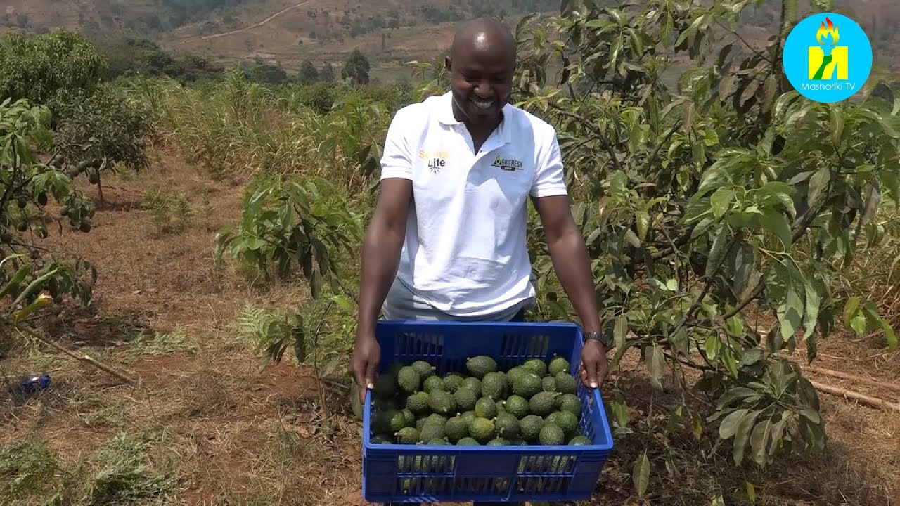 Muri Spring Life biteze umwimbu wababa ama toni 100 mu mwimbu wabo wa mbere w'amavoka ya ruhere