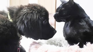 猫と大型犬の子犬が急接近！