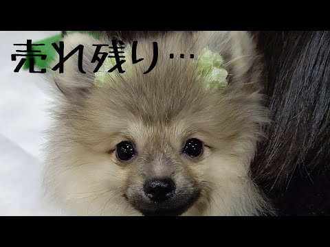 【子犬お迎え】生後4ヵ月・・・暴れん坊のポメラニアンをお迎えした!