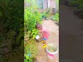 Acha Acha Achacho ЁЯШЛ ЁЯдг Shorts Trending Viral Funny Acha Acha Achacho ЁЯШЛ ЁЯдг Shorts Trending Viral Funny