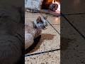 Mientras tanto en Argentina #viralvideo #cat #catshorts #cute