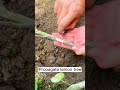 Idea To Propagate Lemon Trees Shorts Plantingtips Idea To Propagate Lemon Trees Shorts Plantingtips