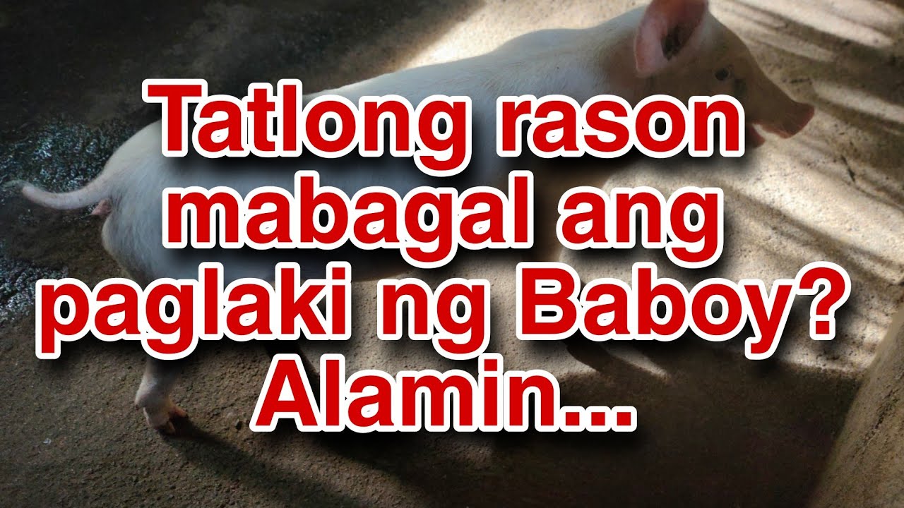 Tatlong rason bakit mabagal ang paglaki ng baboy?Alamin...