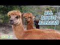 All About Alpacas