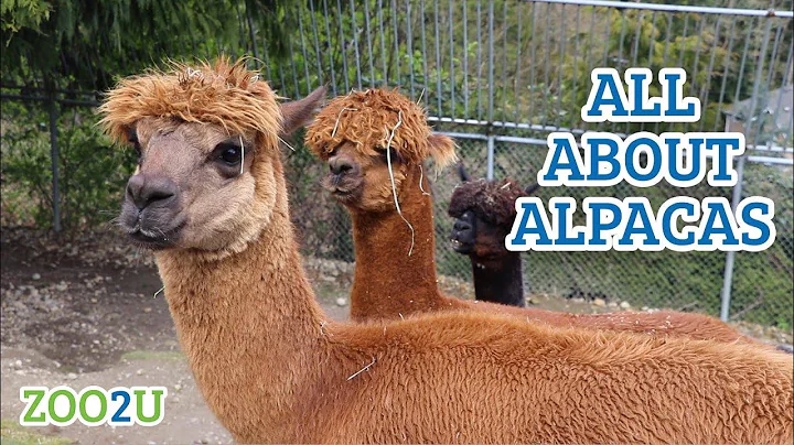 All About Alpacas