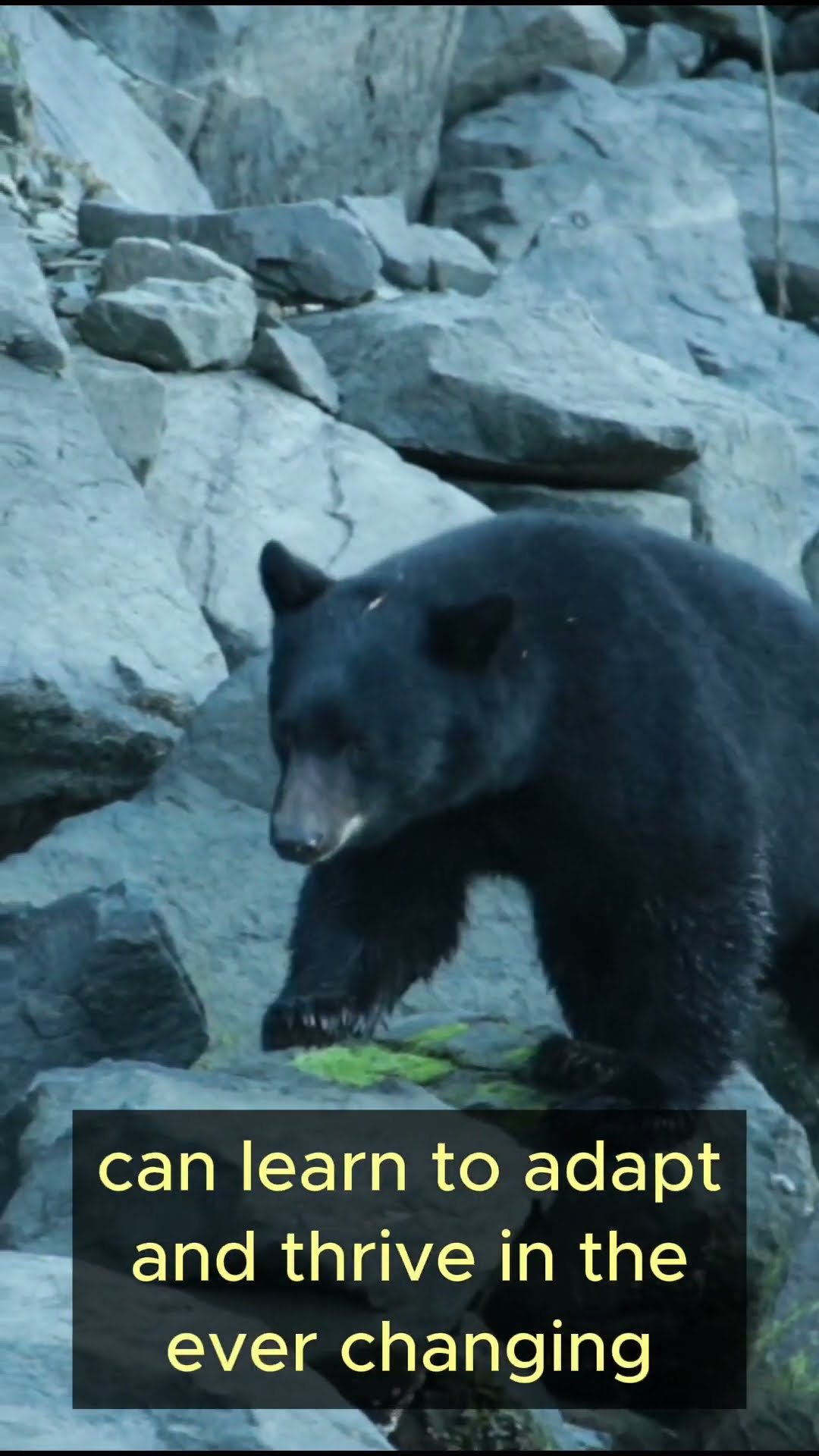 Life Lessons from Bears   Part 3 #shorts  #lifelessons #wisdom #bears #adaptability