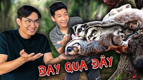 𝐐𝐮𝐚𝐧𝐠 𝐁𝐌 | Sóc Bay Úc Đẻ Con | Sugar Glider Reproduction