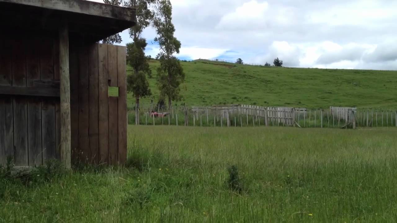 Deer jumping very high