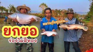 ยกยอ ร่องไผ่สีทอง ►Fishing lifestyle Ep.658