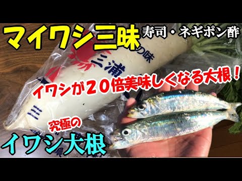 Freshly caught giant sardines that make sardines 20 times more