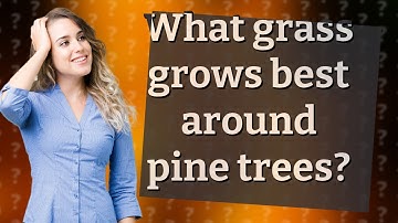 What grass grows best around pine trees?
