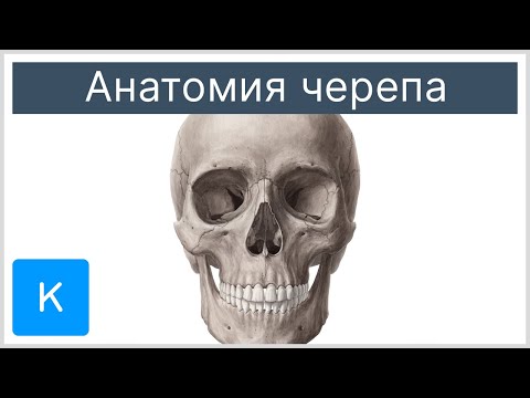 Анатомия черепа - Анатомия человека | Kenhub