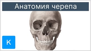 Анатомия черепа - Анатомия человека | Kenhub