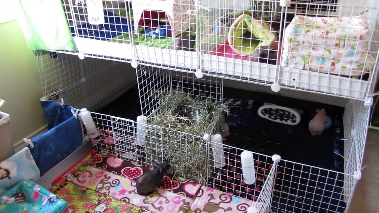 New Cage Layout Room Tour Youtube New Cage Layout Room Tour Youtube