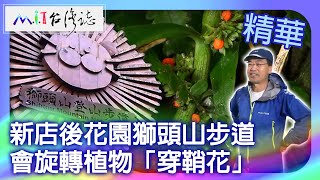 Shitoushan Mountain Hiking Trail.The rotating plant 'Acanthus ilicifolius' by MIT台灣誌 8,720 views 3 weeks ago 11 minutes, 51 seconds