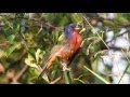 Painted Bunting singing and eating