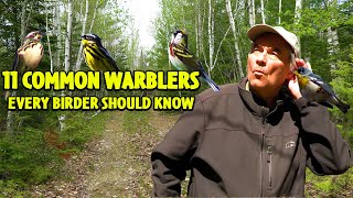 11 COMMON WARBLERS Every Birder Should Know by Bob Duchesne 13,176 views 1 year ago 10 minutes, 40 seconds