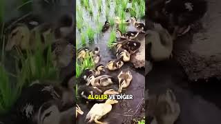 Ördek Yetiştiriciliğinin En Zeki Hilesi