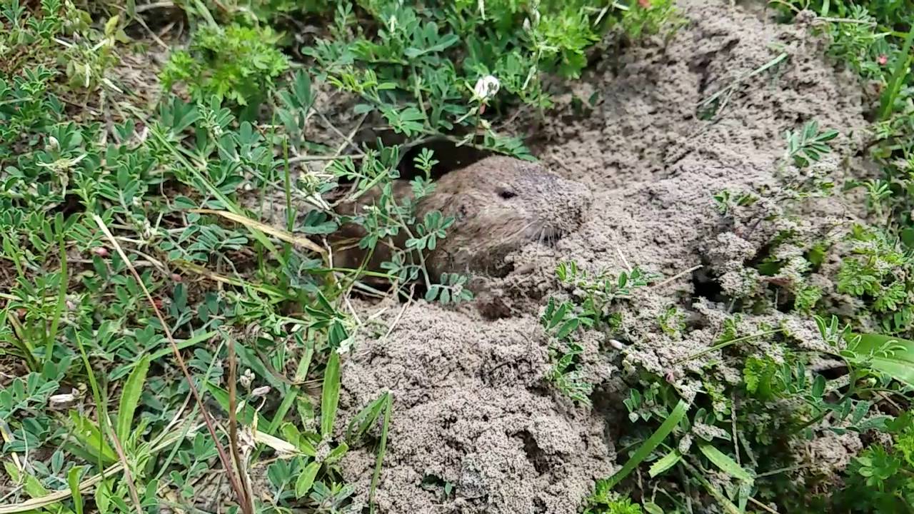 Gopher slow motion digging YouTube