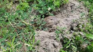 Gopher slow motion digging