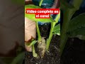 CÚRCUMA SUS BENEFICIOS