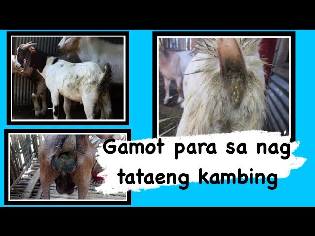 Ways on how to cure goat’s diarrhea l Goat Farming Part 12 class=