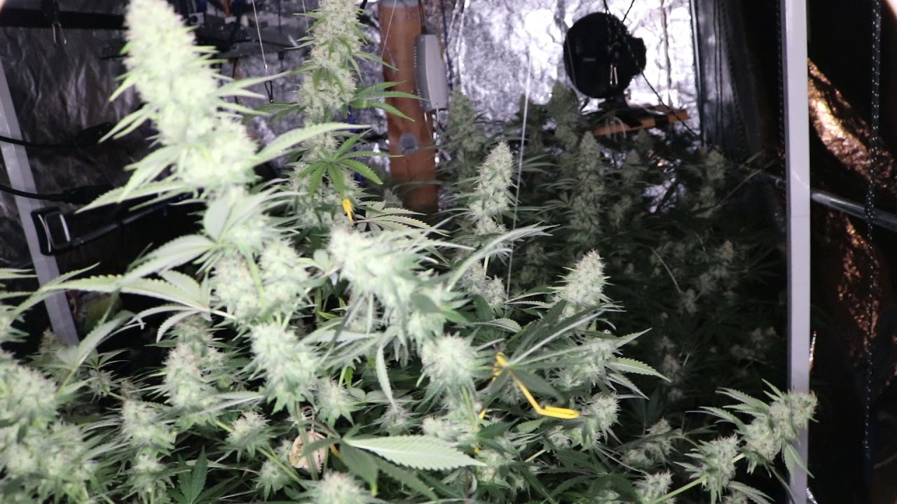 MARSHYDROLED_AMAZON 10x5 GROW ( 6 weeks flower , 83 days total ) tsw2000,tsl2000,ts1000,ts600,