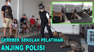 GEREBEK SEKOLAH ANJING POLISI K9  BELGIAN MALINOIS