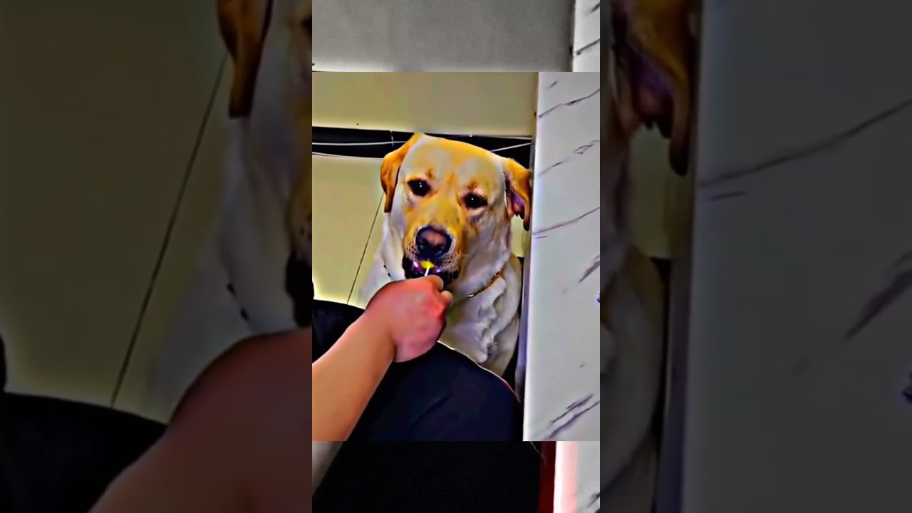 Loving ❤️ Emotional Moments  