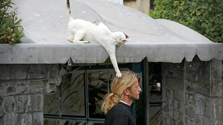 Video 11379441: cats catlover funny, curious cat funny, funny cat live