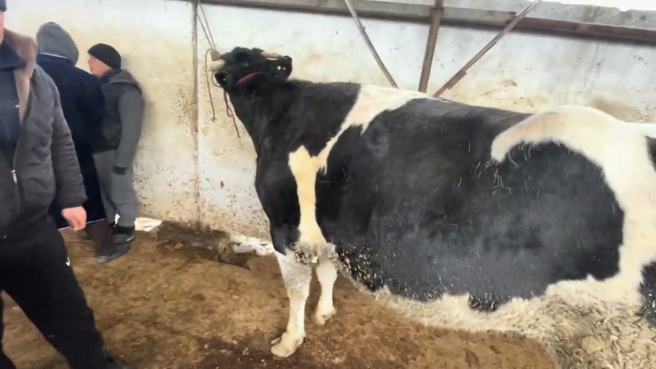 Juma bozorda 60 000 000 milonlik sigir 