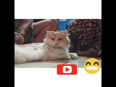 Cara cukur bulu kucing cukur bulu kucingreaksi kucing saat dicukur