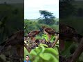 الصقر جعل الافعى قشافر علا صغاره Shorts الصقر جعل الافعى قشافر علا صغاره Shorts