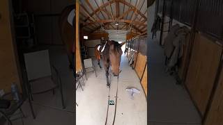 ask and you shall receive!🥰 Noodle pov!! #kenobi🪐 #horse #pov #equestrian