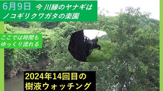 川縁のヤナギはノコギリクワガタの楽園 2024年 東京 多摩地区 6月9日