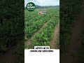 3 Errores Comunes al Plantar Maní que Debes Evitar#plantas #stopecocide #usa #spain #peru #argentina