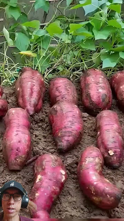 Teknik menanam ubi jalar agar berbuah banyak #sweetpotatoplant #plantingtechniques #gardening