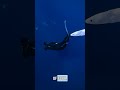 Funny Koi Fish Fact #jokes #ai #reddit #fish #koi #funfacts #lol