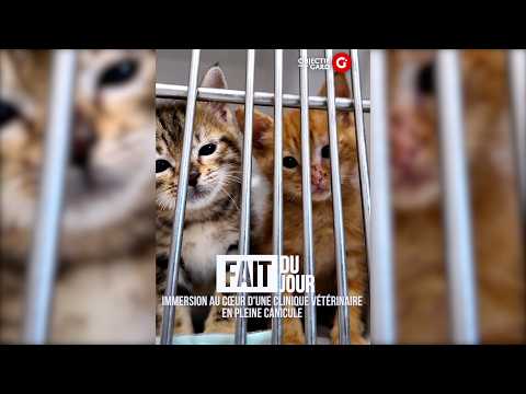 TOP STORY: Inside a veterinary clinic during a heatwave