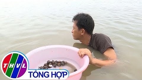 THVL | Hiệu quả từ mô hình nuôi sò huyết trong vuông tôm