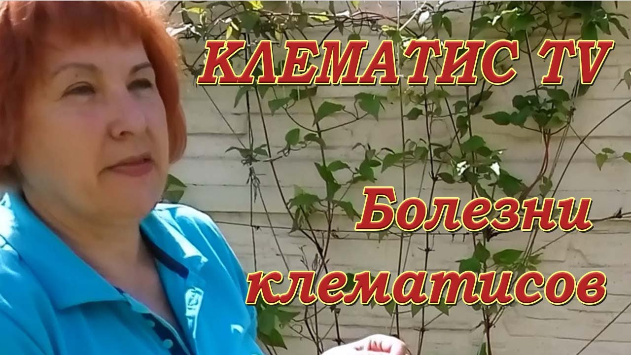 Болезни Клематиса Фото И Их Лечение