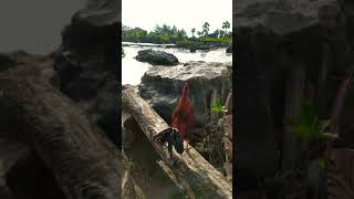 Ayam Jago Berkokok Sampai Suaranya Serak