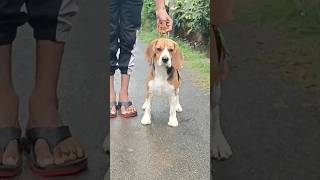 Beagle Dog Show Training #dogtraining #beagle #petcarekannada