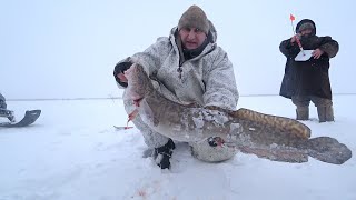 видео: Рыбалка жерлицами на налима. Секретная оснастка наловила рыбы. картинка: Рыбалка жерлицами на налима. Секретная оснастка наловила рыбы.