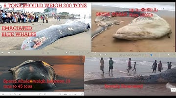 We Once Had Beautiful Planet N It Had Birds Whales Insects Then Nuclear Power Industry Killed It All