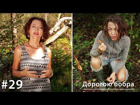 Дорогою бобра // Все как у зверей #29