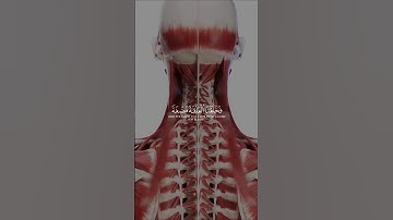 الشيخ ياسر الدوسري سورة المؤمنون تَبَارَكَ اللَّهُ أَحْسَنُ الْخَالِقِينَ