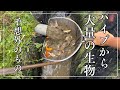 錦鯉じゃない?パイプがら大量の〇〇#錦鯉販売 #koifish #koi #塩田養鯉場#ドジョウ